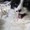 mittens_thecat